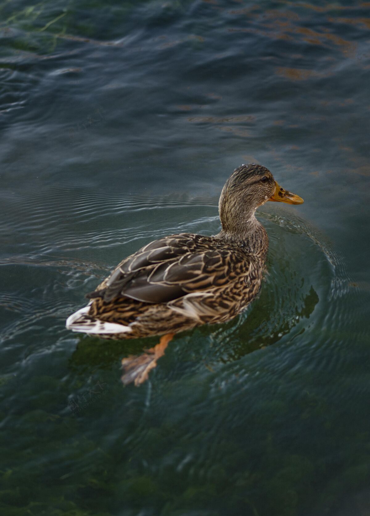 鸭子野鸭漂浮在水面上水户外野生