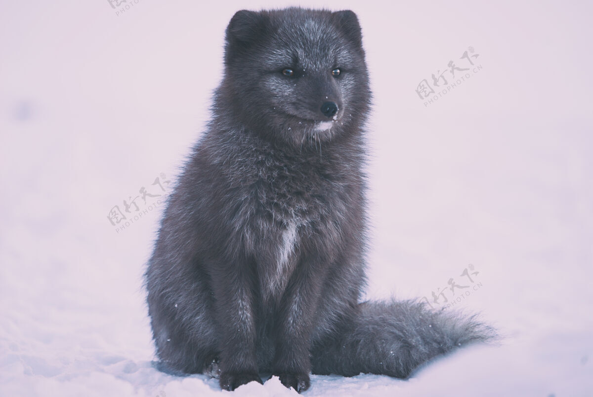 寒冷白色表面上的黑腿动物雪动物狐狸