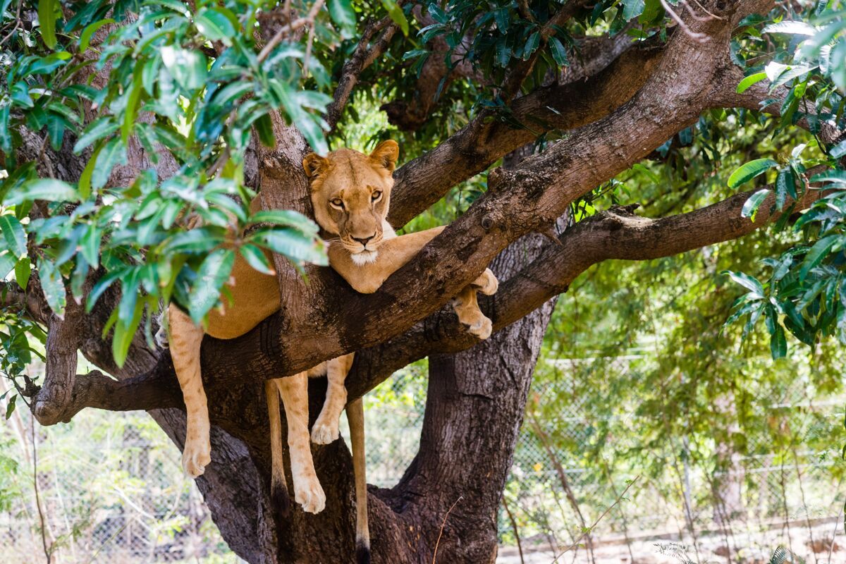 食肉动物母狮在树枝上热带草原危险掠食者