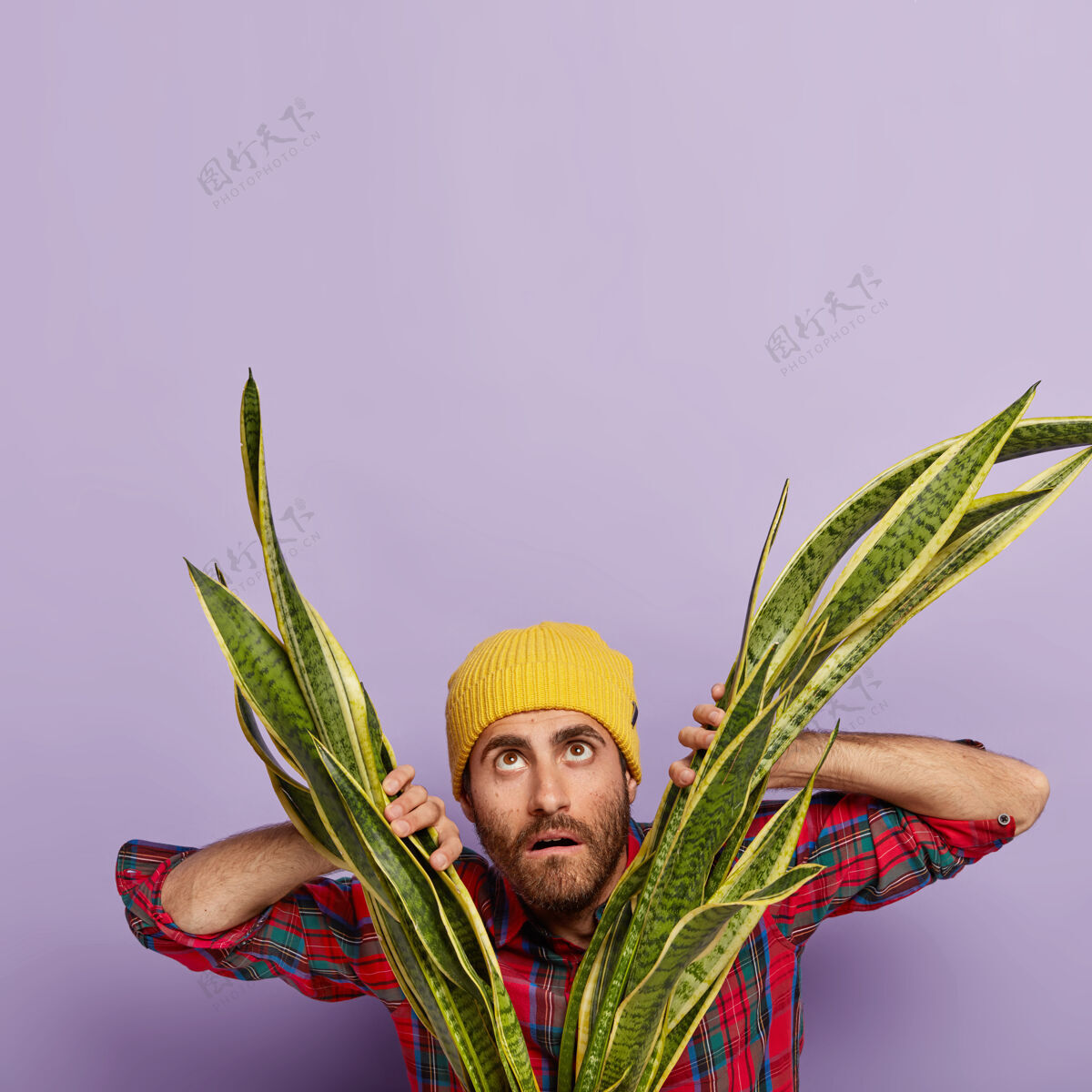 胡茬照片中 一个没有刮胡子的男人站在桑西韦利亚植物附近 抬头看去 戴着黄色帽子 穿着格子衬衫 关心着室内植物随意方格花纹情绪
