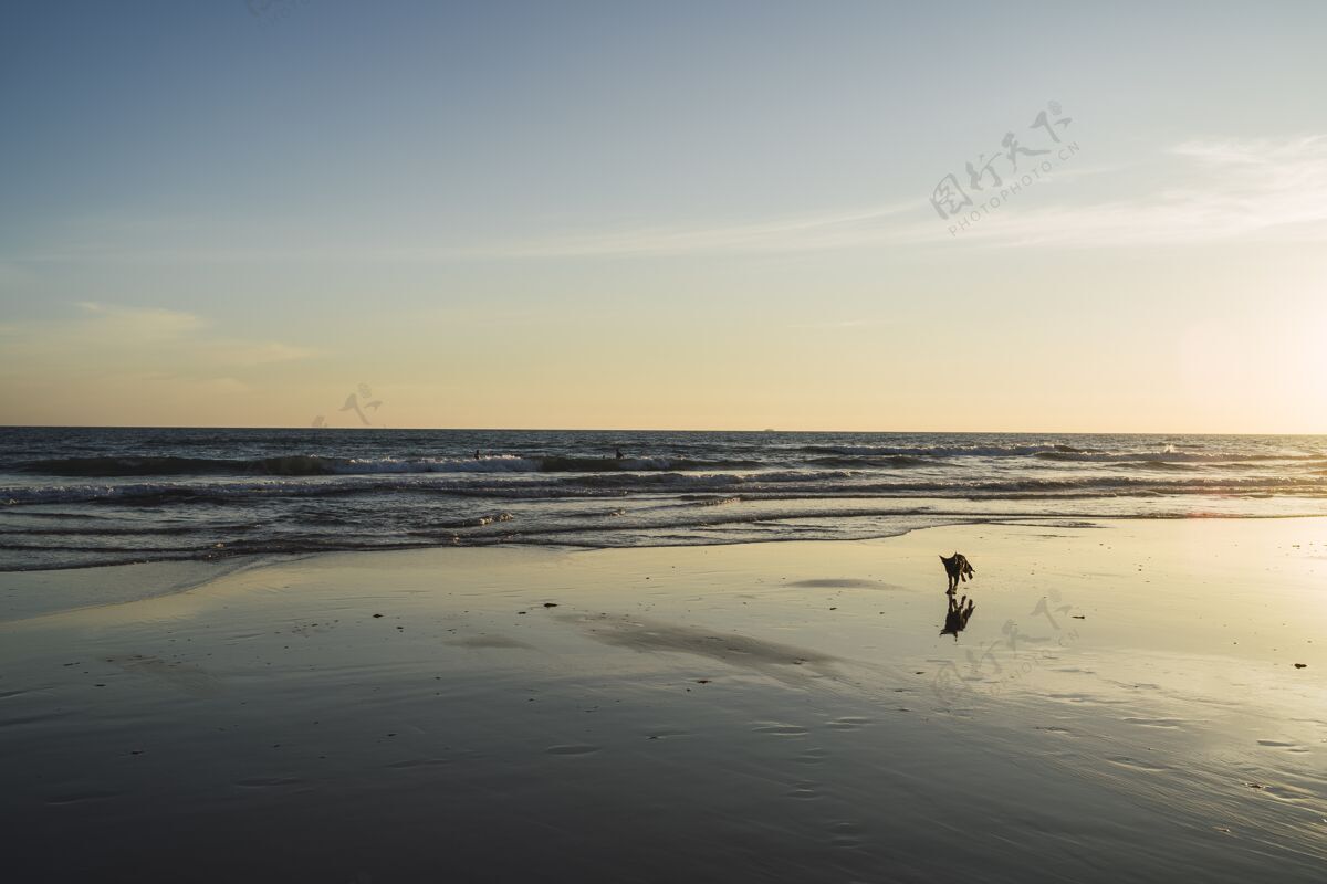 风景狗在沙滩上漫步 伴着美丽的海浪海岸阳光海滩