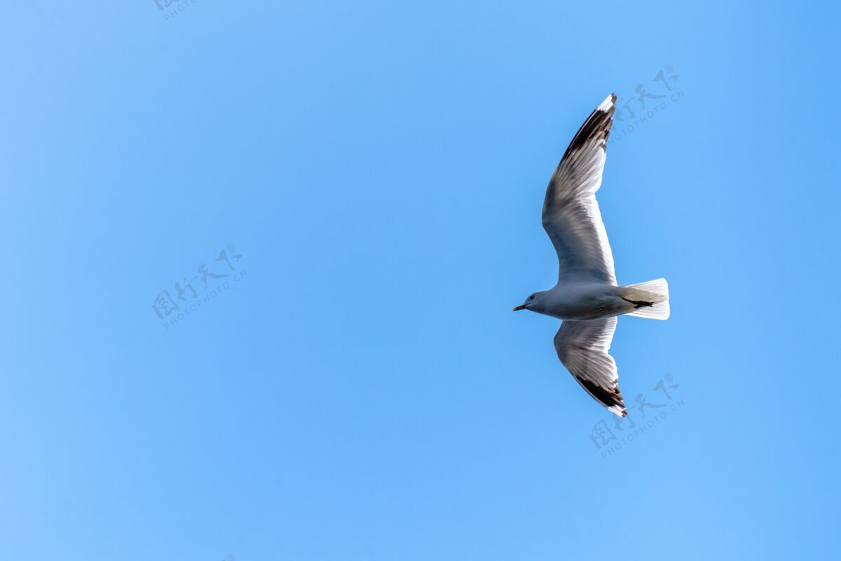 生命在阳光和蓝天下 一只飞翔的加州海鸥的低角度视角自然野生海鸥