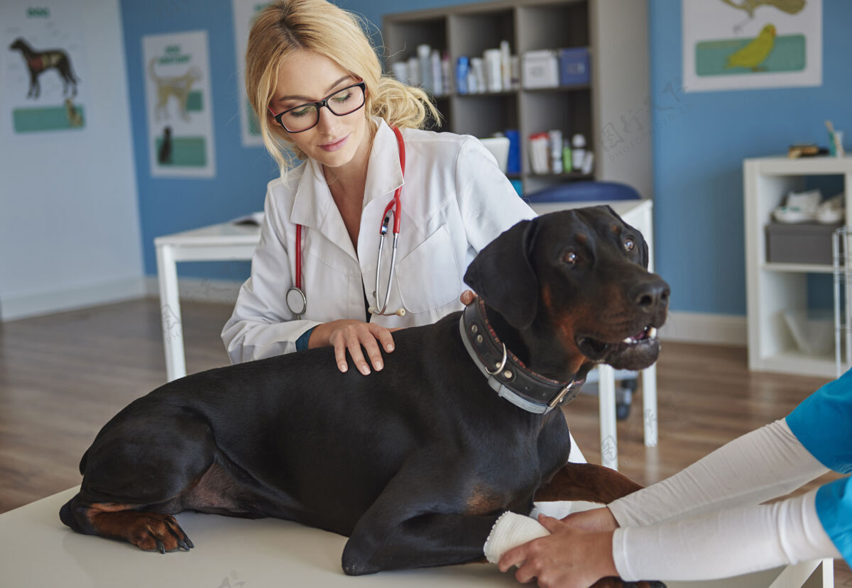 条件在兽医那里断腿的狗诊所医学测试护理