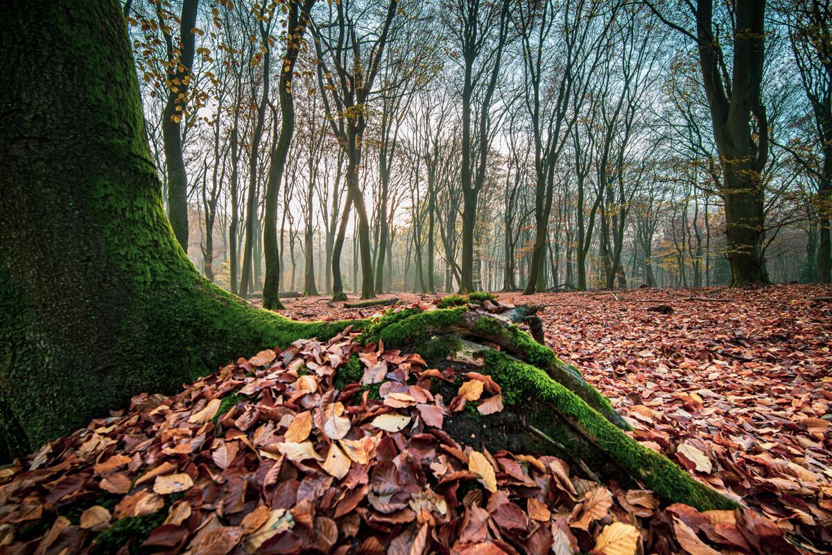 叶子特写镜头的苔藓树干与秋天的树林和树叶绿色秋天树