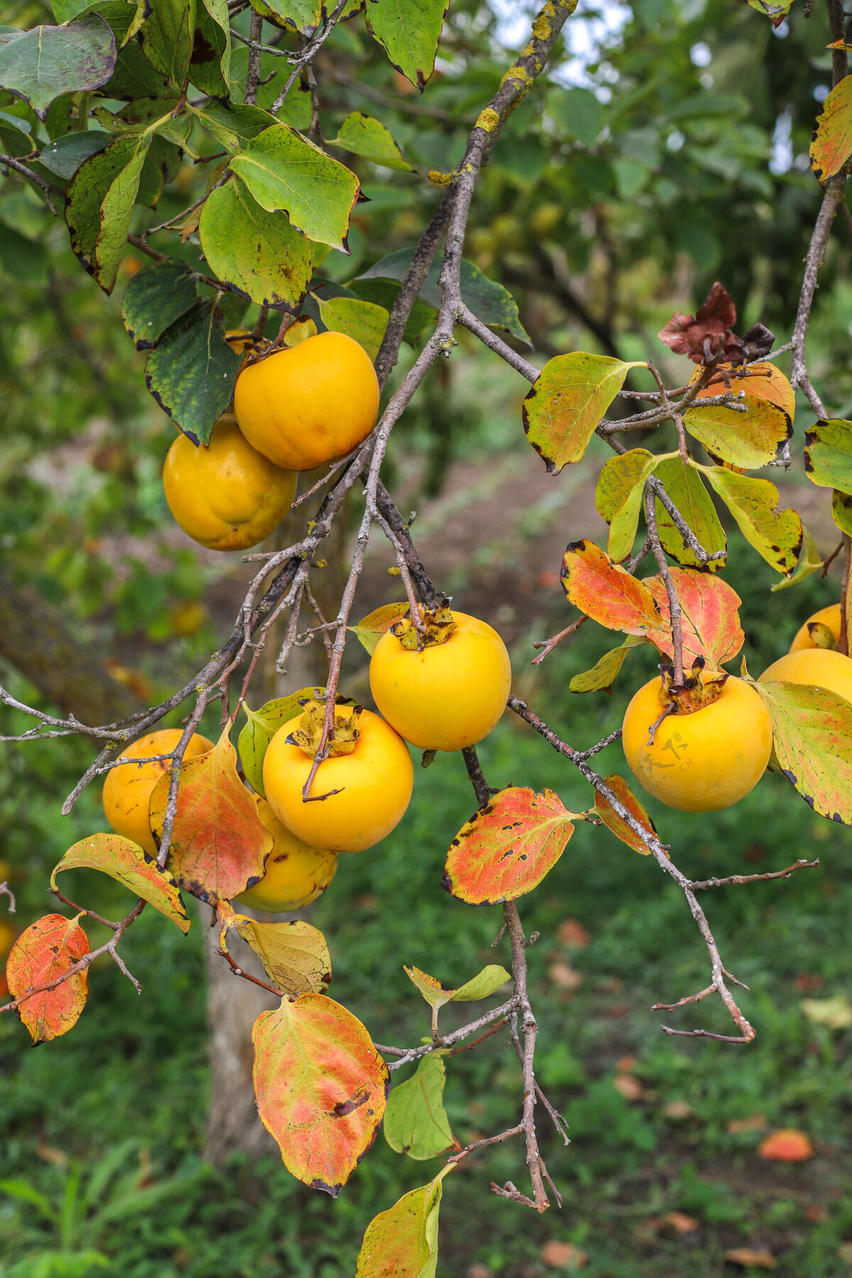 农业秋天的果实挂在花园的树枝上果园生长生长