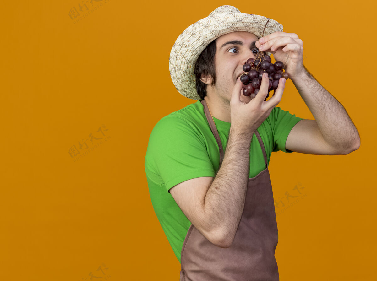 帽子穿着围裙戴着帽子的年轻园丁正拿着一束葡萄站在橙色的背景上品尝葡萄味道园丁
