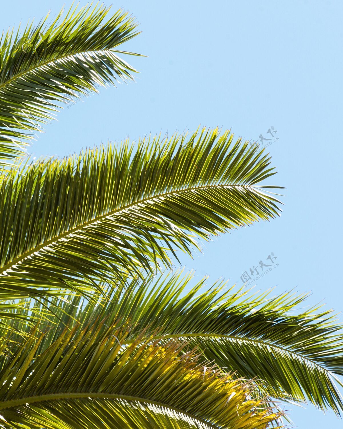 树叶棕榈树的叶子在外面晒太阳绿化蔬菜绿色植物
