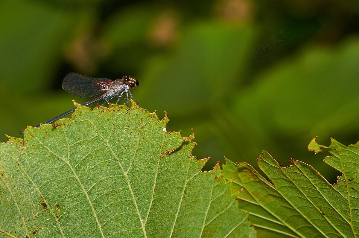 昆虫绿色植物上蜻蜓的宏镜头美丽苍蝇户外