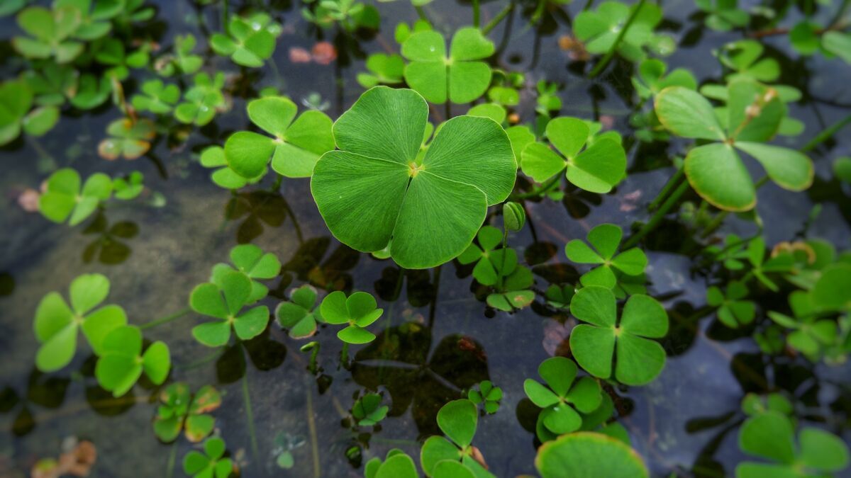 帕特里克水里生长的三叶草特写镜头快乐庆祝爱尔兰