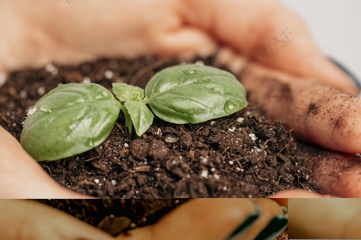 蔬菜女性手拿泥土和小植物的特写镜头特写庭院园艺