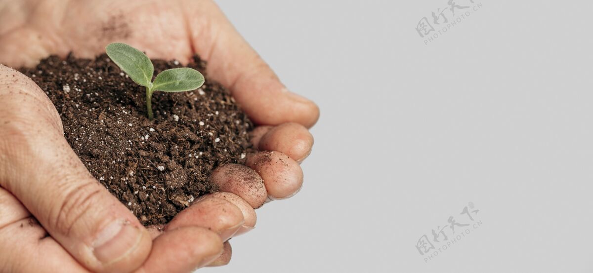水平手握泥土 用复制空间种植植物植物农业树