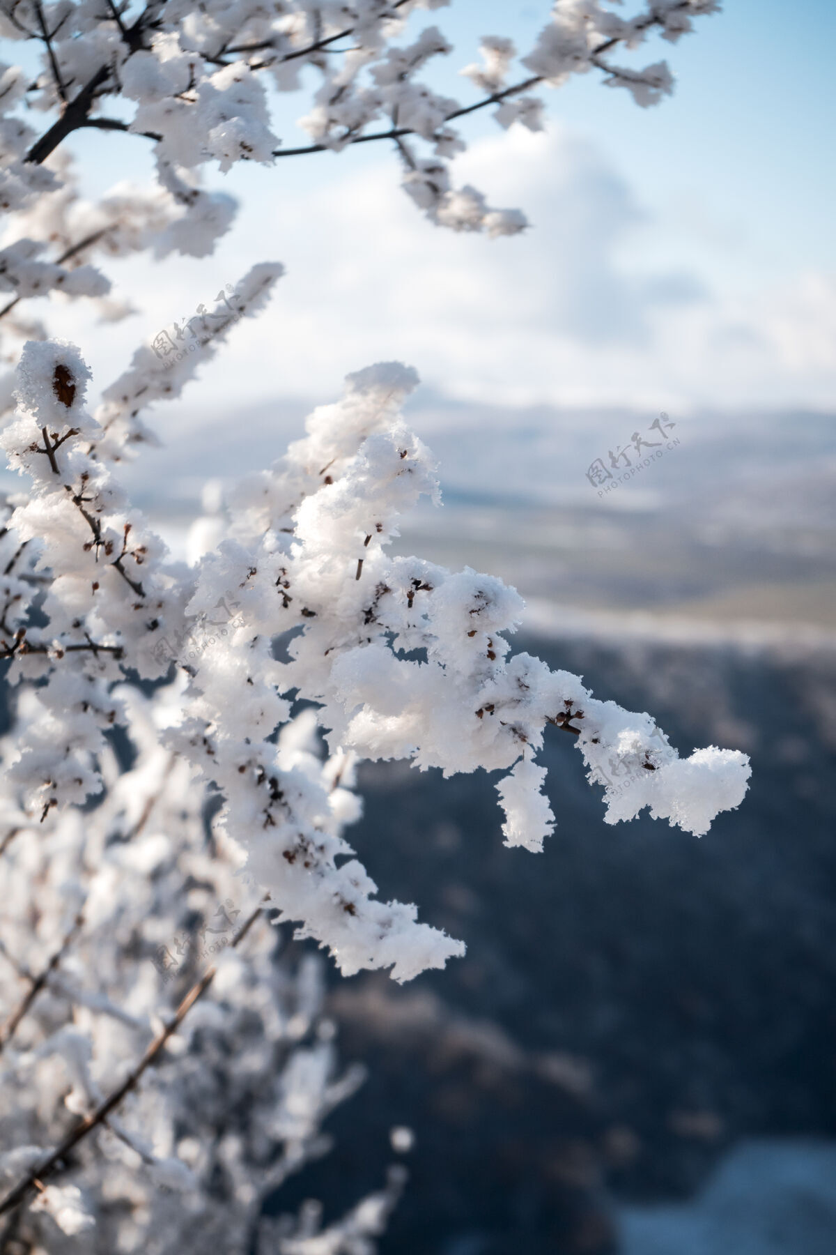 冰冻垂直拍摄一棵白雪覆盖的树 美丽的清晨在山间秋天垂直植物