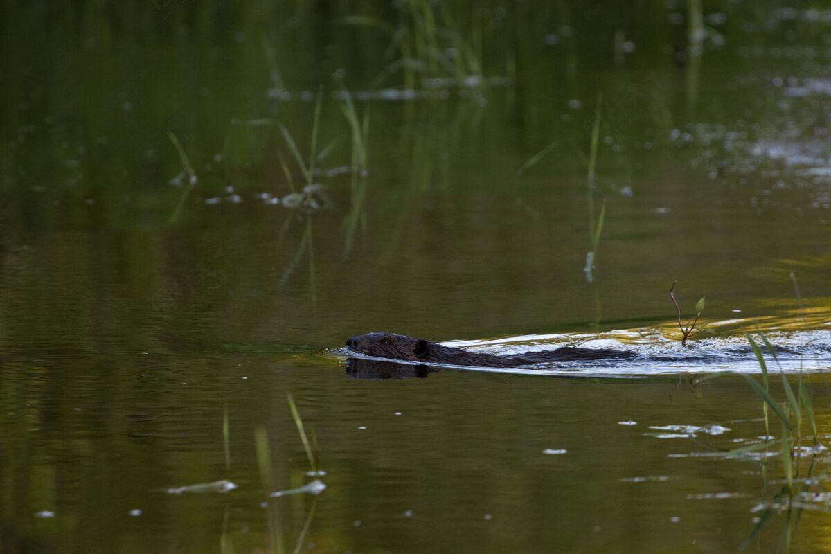 河流湖中海狸的选择性聚焦镜头宏动物野生动物