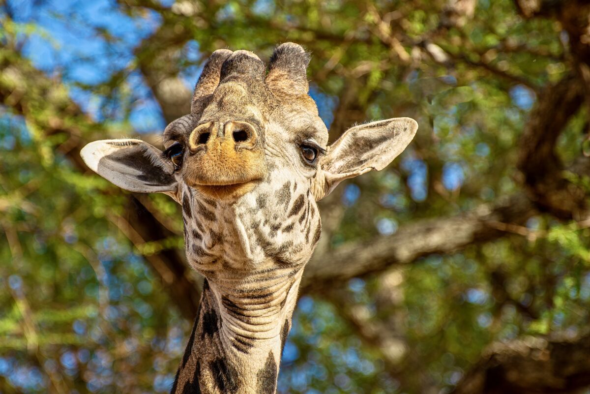站立一只可爱的长颈鹿在绿叶树前的特写镜头野生热带美丽