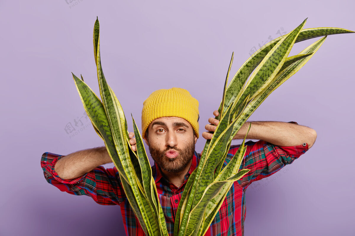 持有业余园丁的照片透过蛇形植物的叶子看 保持嘴唇合拢 想亲吻某人 照顾室内植物 戴黄色帽子和休闲衬衫植物护理和自然概念生长情绪站