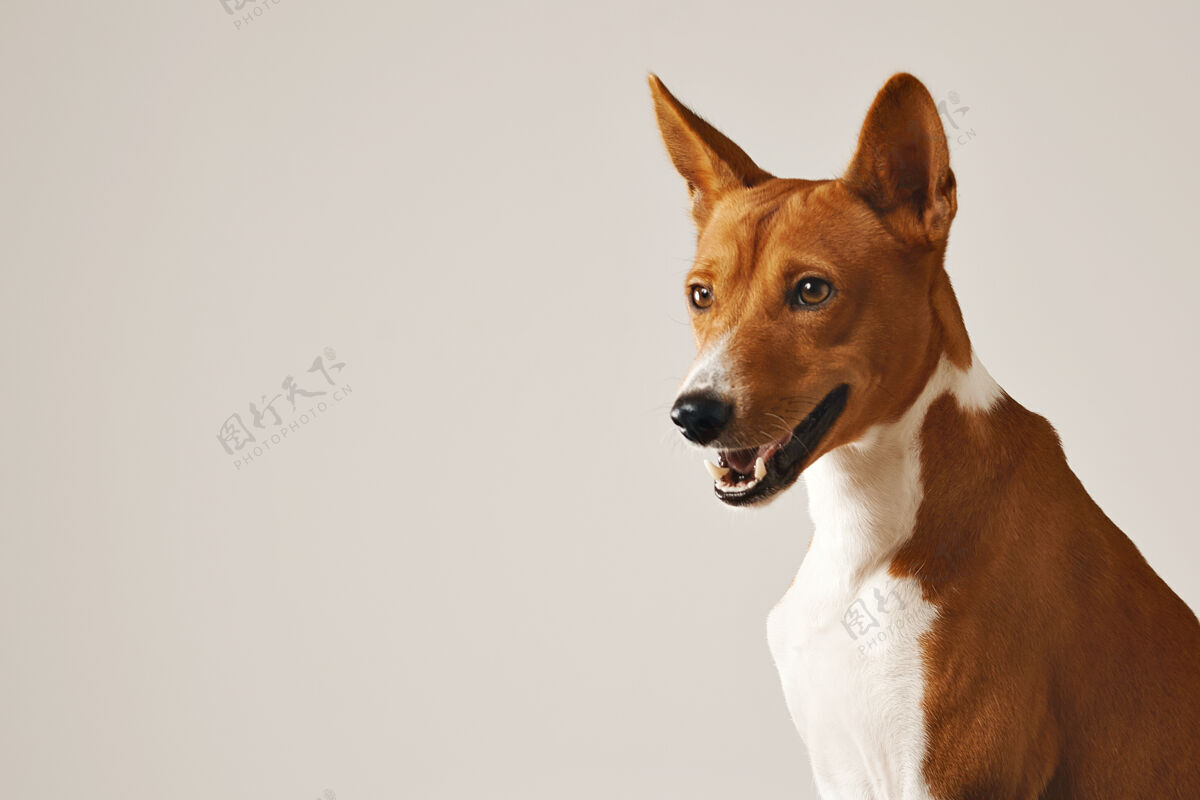 纯洁一只警觉友好的棕色和白色basenji狗的特写镜头华丽朋友可爱