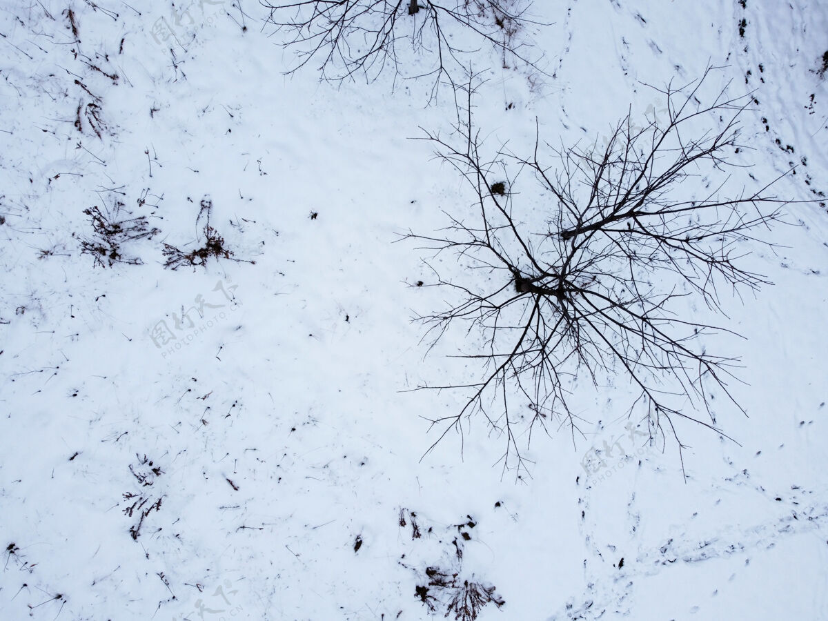 冬天鸟瞰雪面自然顶视图树