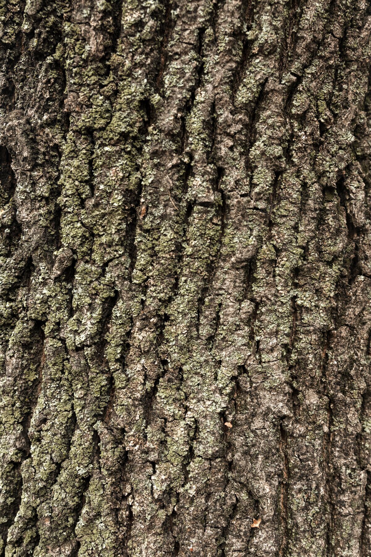 木材平坦的树皮平面木材自然