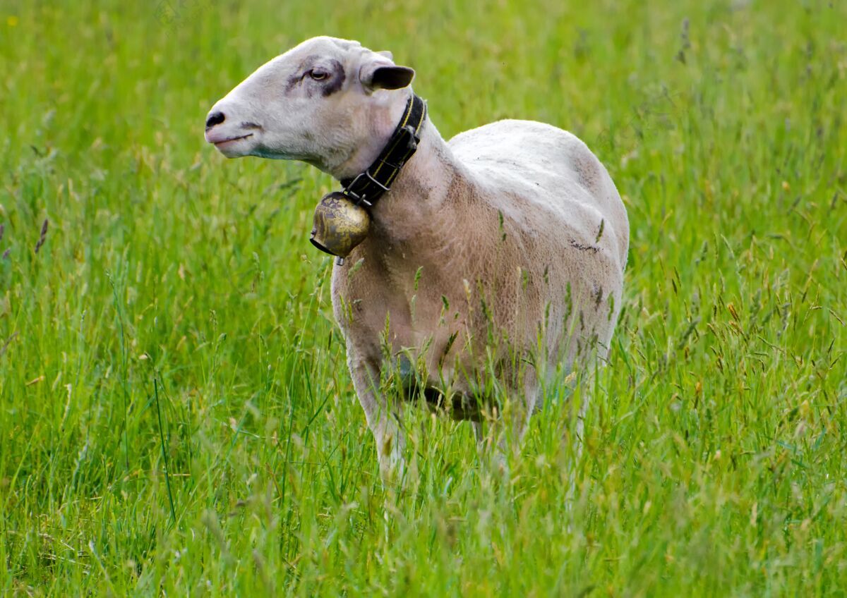 春天一只小羊在绿色草地上的选择性聚焦镜头羊群婴儿自然