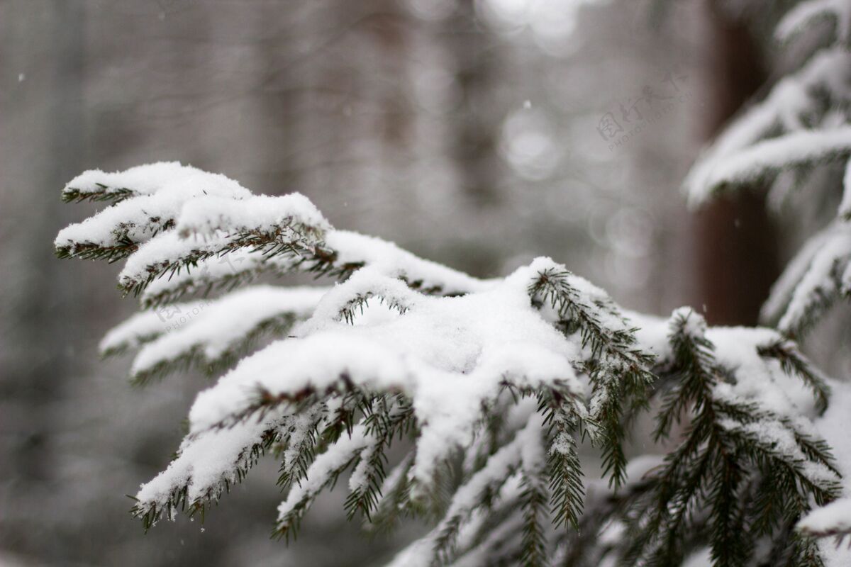 季节冬天 在模糊的背景下 云杉被白雪覆盖 柔和的焦点雪环境松树