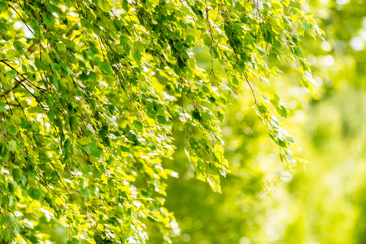 叶子春天的白桦绿叶-墙纸概念树枝早晨柔软焦点