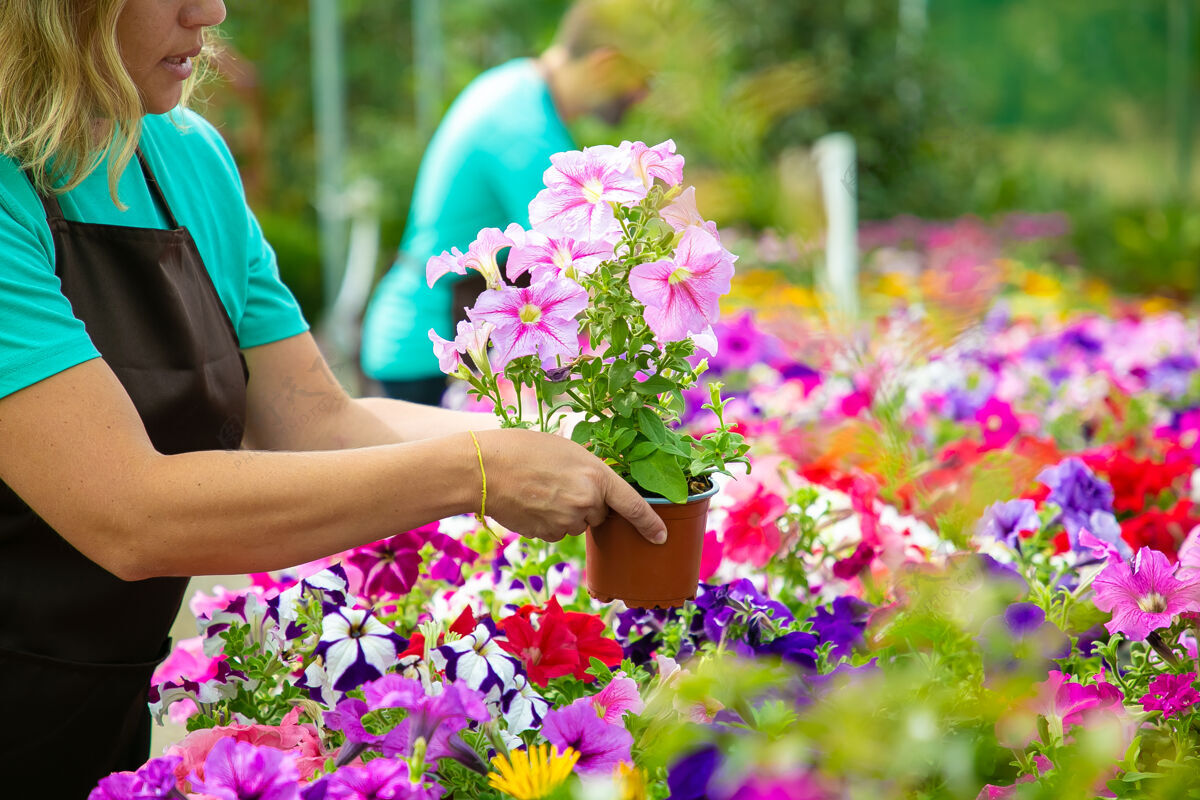 开花在花园或温室里拿着花盆的不可辨认的女人两个穿着围裙的专业园丁在花盆里盛开花朵选择性聚焦园艺活动和夏季概念园丁金发开花