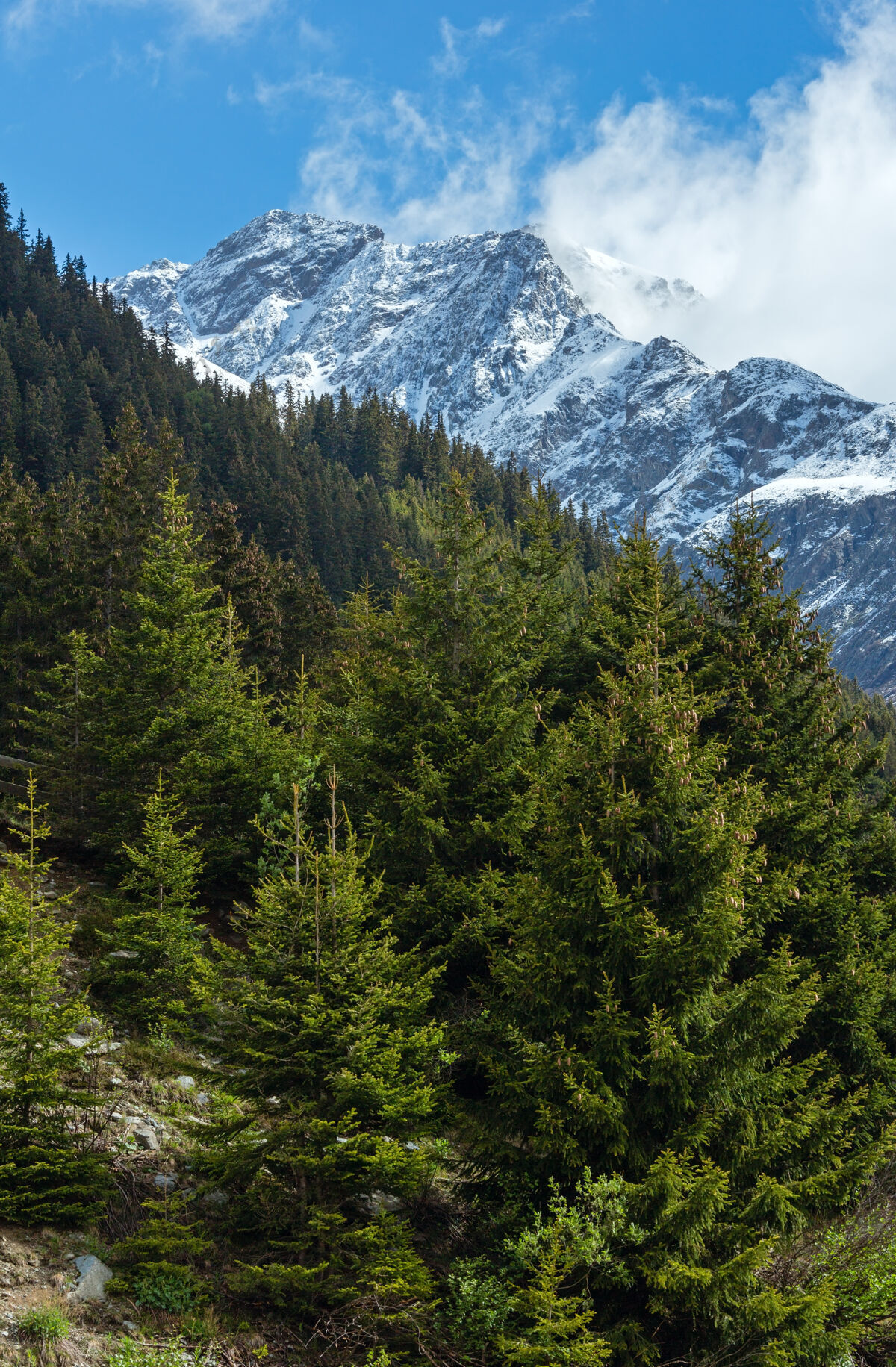 山脊夏季山地景观 山坡上有冷杉林（西尔弗雷塔阿尔卑斯山 奥地利）冷杉山国家