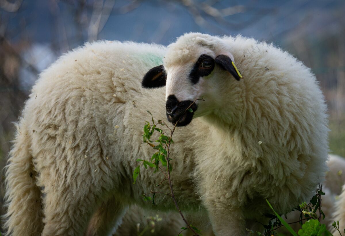 农场一只白羊在农田里吃草的特写镜头牧场田野动物