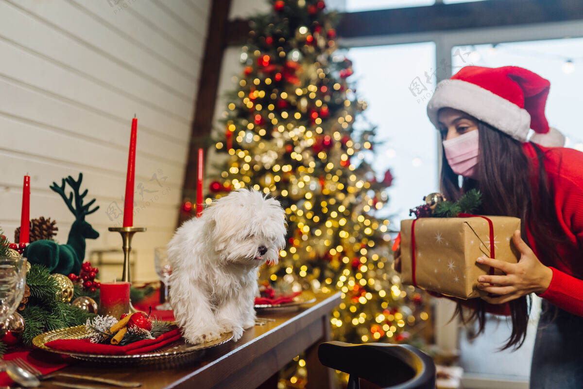 病毒小猎犬在圣诞桌上 一个女孩站在旁边拿着礼物猎犬宠物小狗