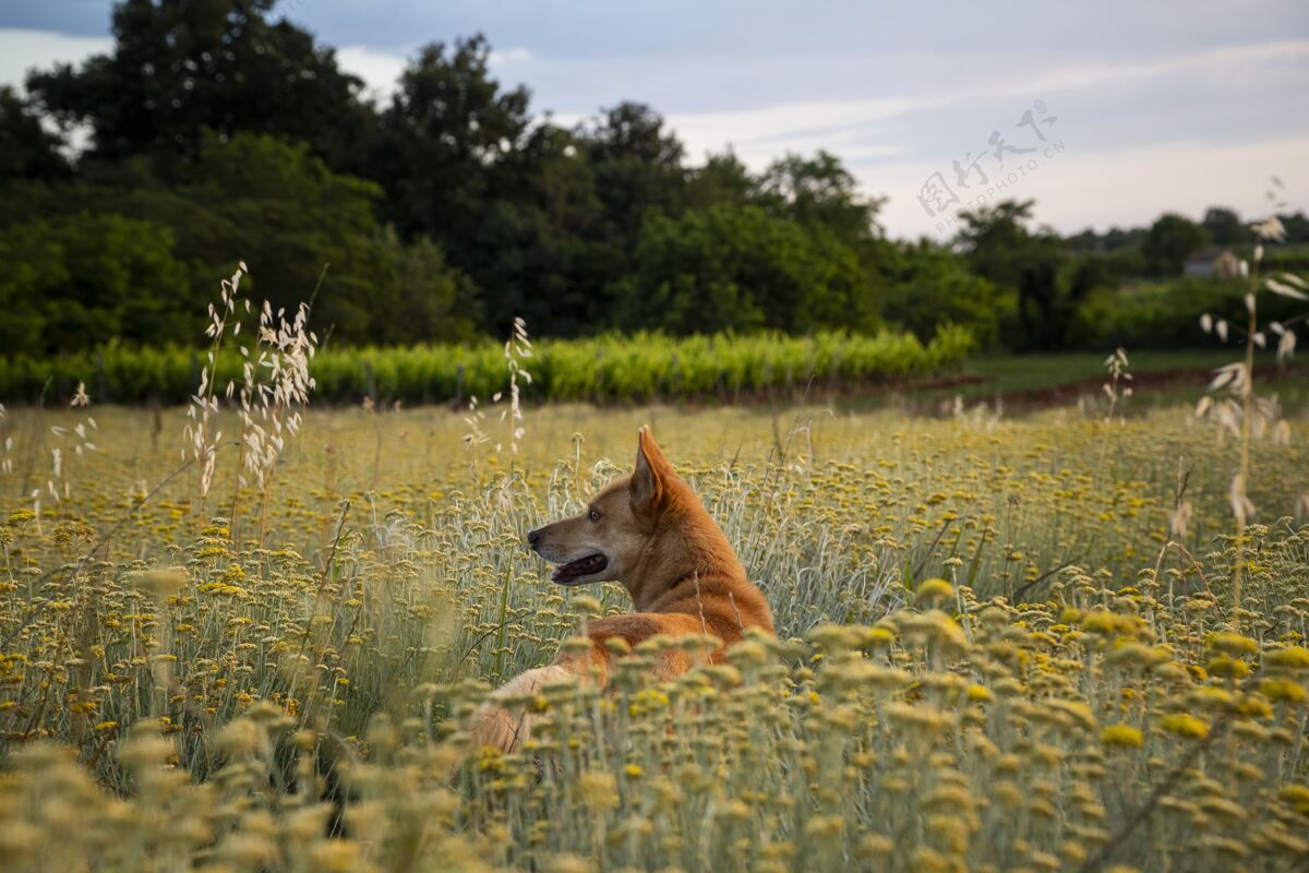 草本植物克罗地亚伊斯特里亚 一只棕色的狗和一片永恒的鲜花的水平镜头阳光乡村阳光