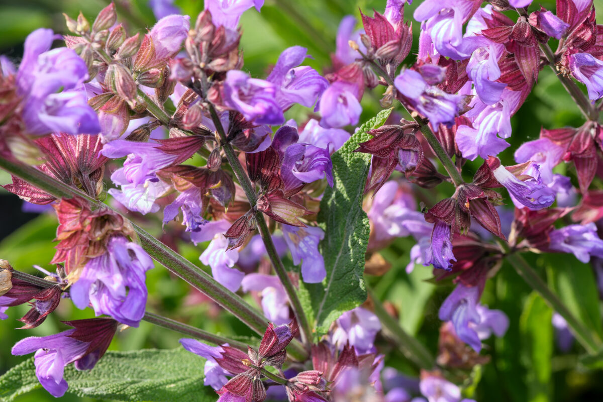 花品种栽培鼠尾草-药用芳香草本植物盛开在阳光明媚的夏日特写叶医药花