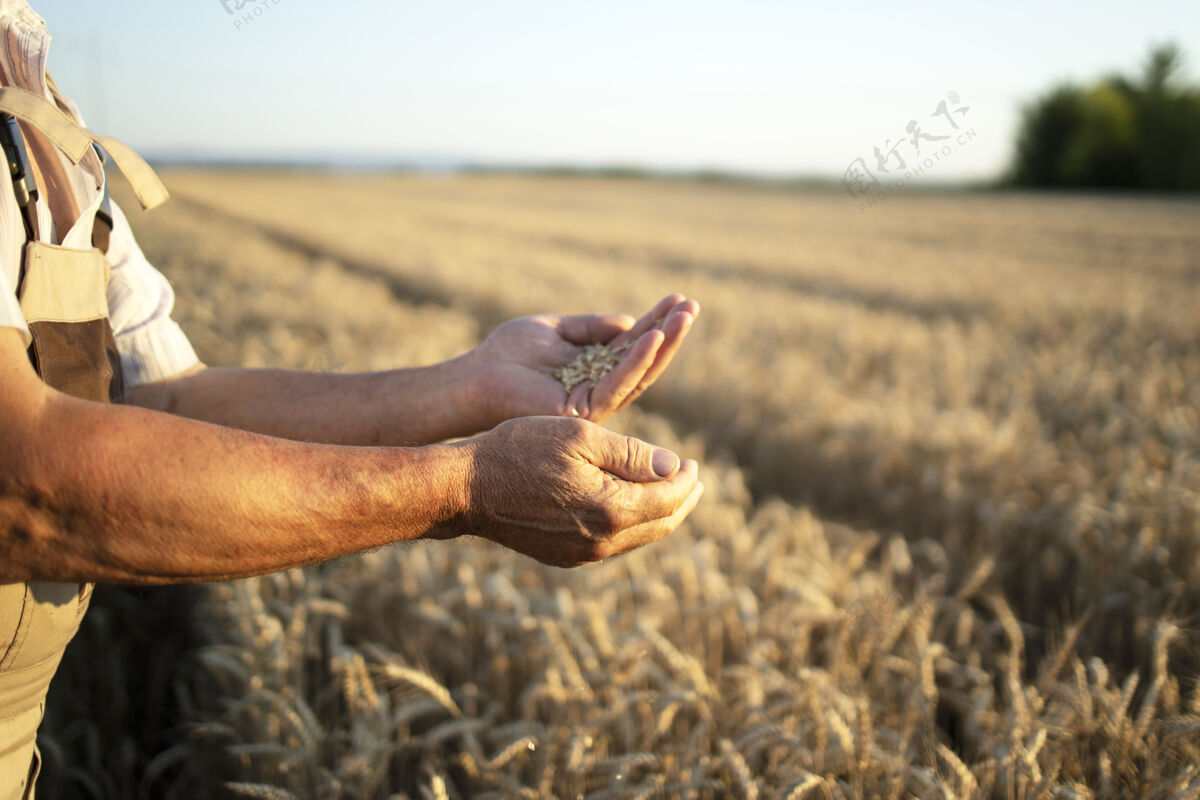 高级农民的手和麦田里的庄稼农艺师土壤观察