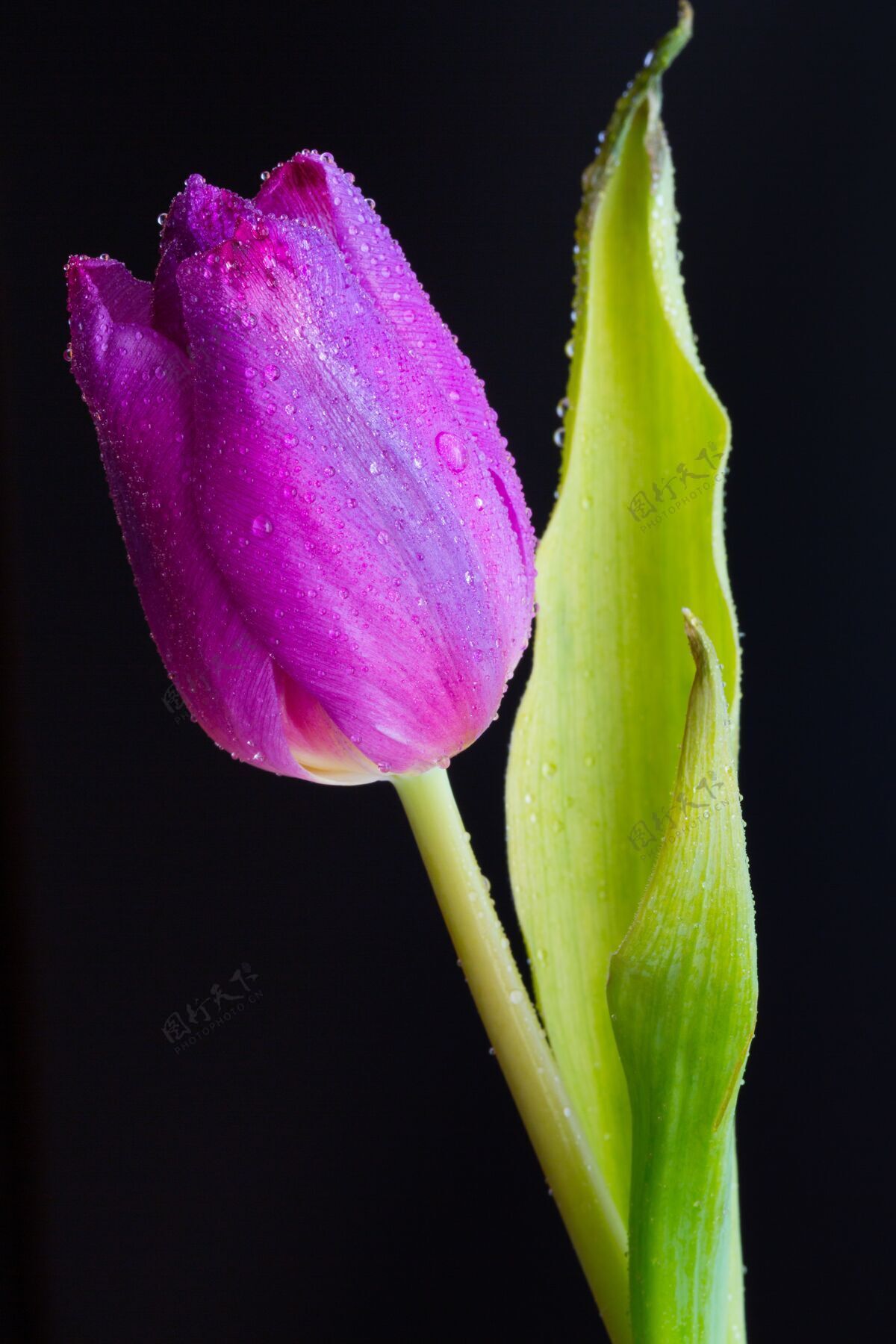 植物垂直特写镜头的一个粉红色郁金香湿芽在黑暗中花瓣郁金香自然