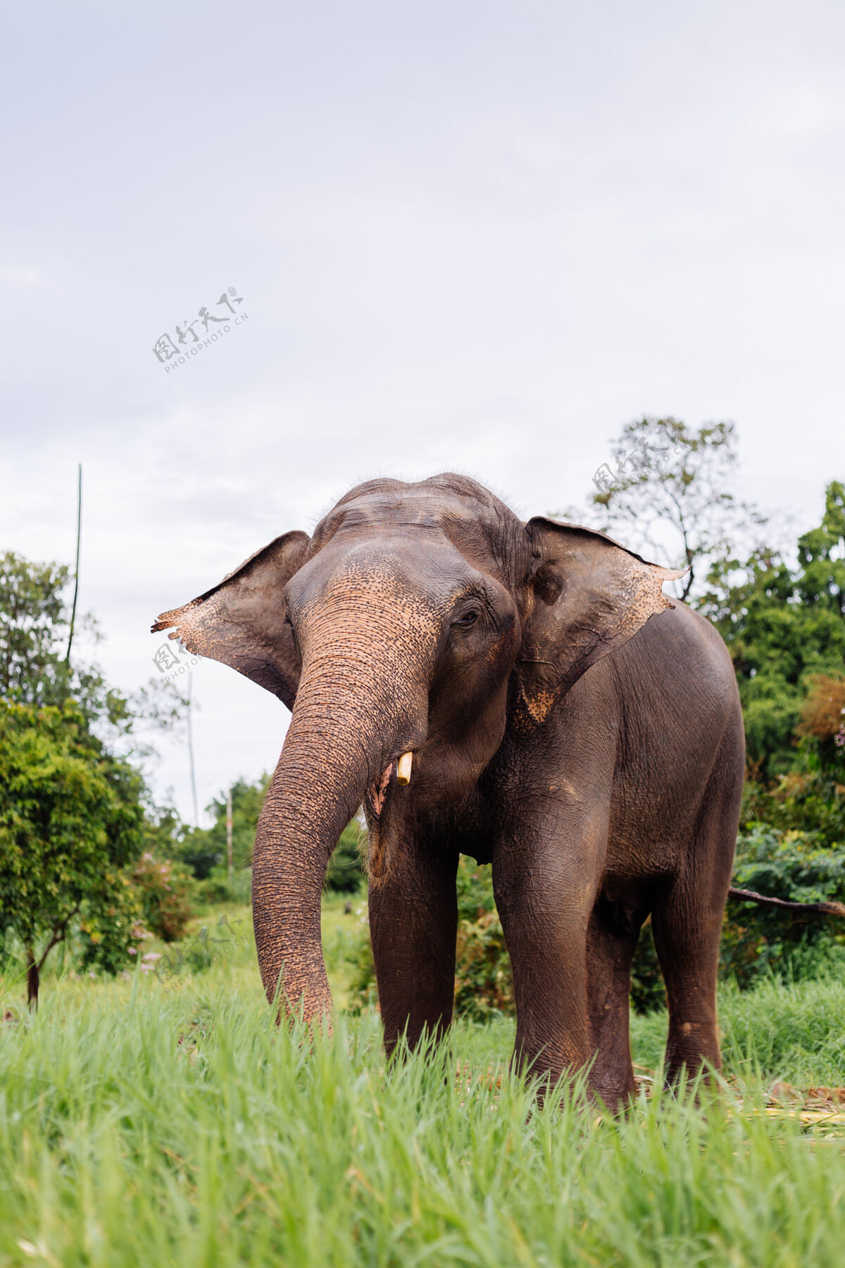 雨林美丽的泰国亚洲象的肖像矗立在绿色的田野上 大象长着修剪过的象牙田野特写绿色