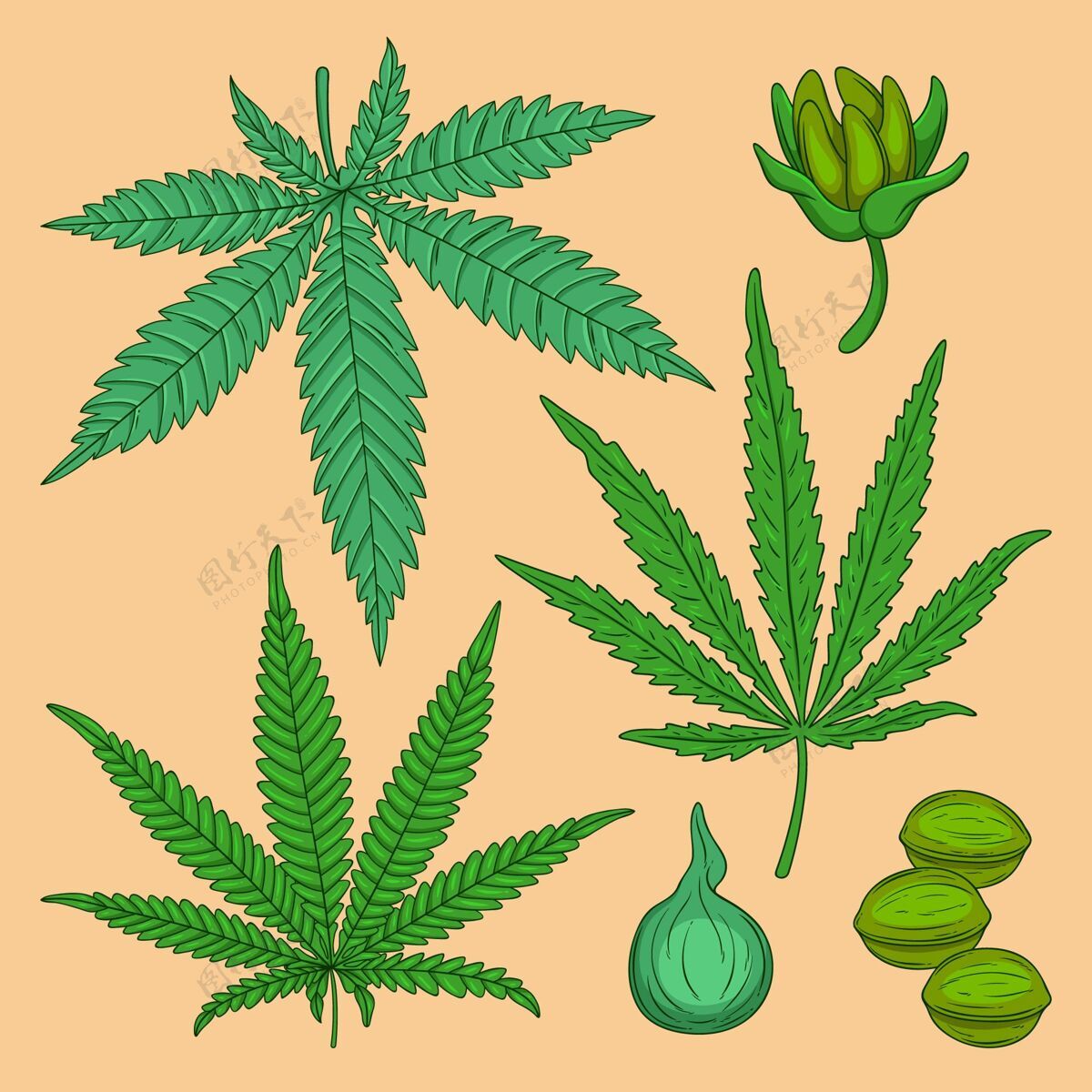 植物植物大麻叶收集保健大麻麻醉剂