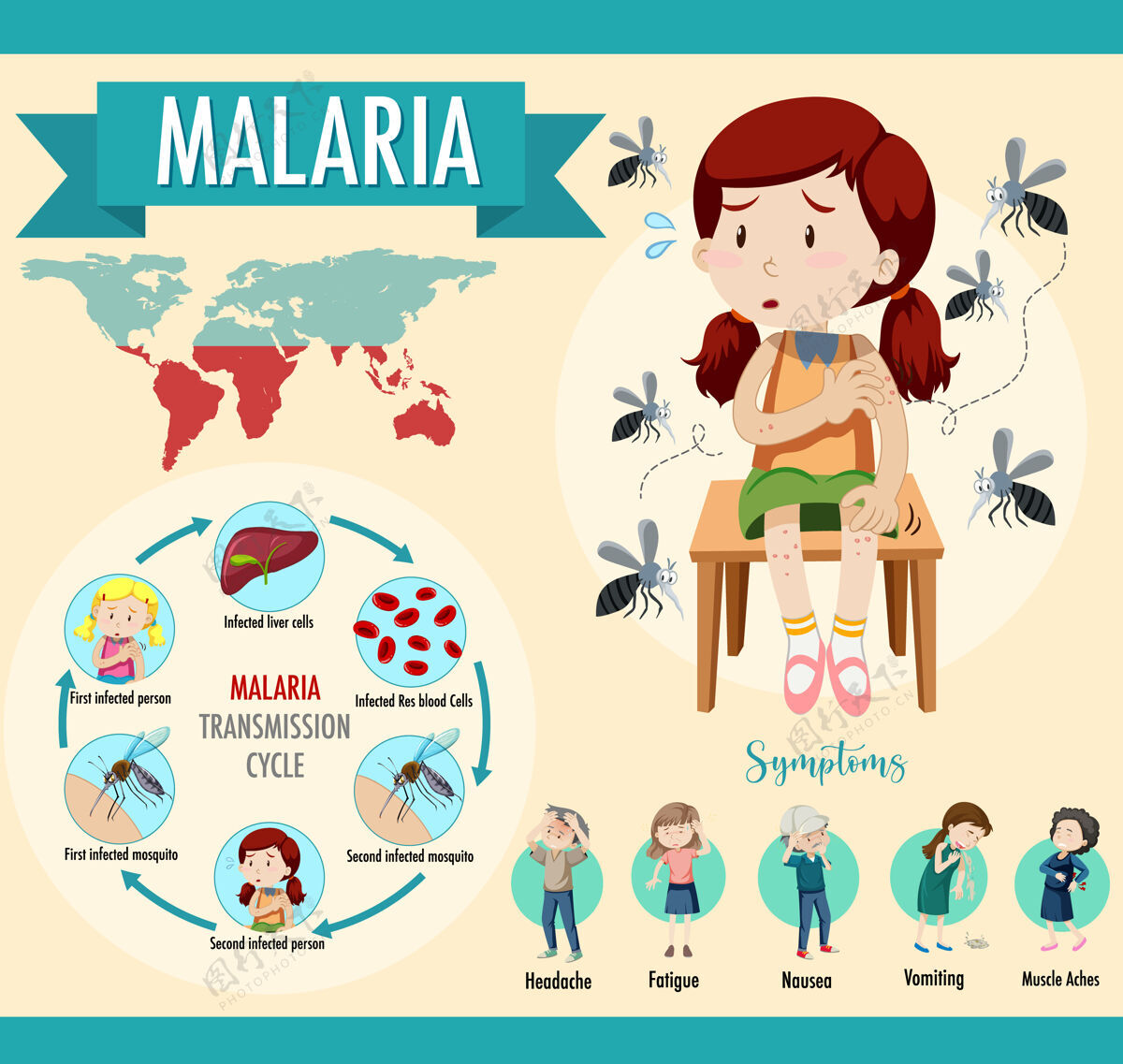 国际疟疾传播周期和症状信息图血液爬行周期