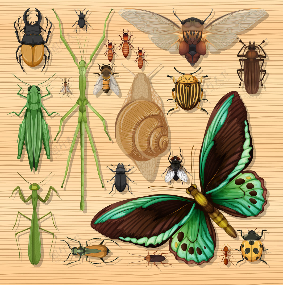动物在木制墙纸背景上设置不同的昆虫设置异国情调蟋蟀