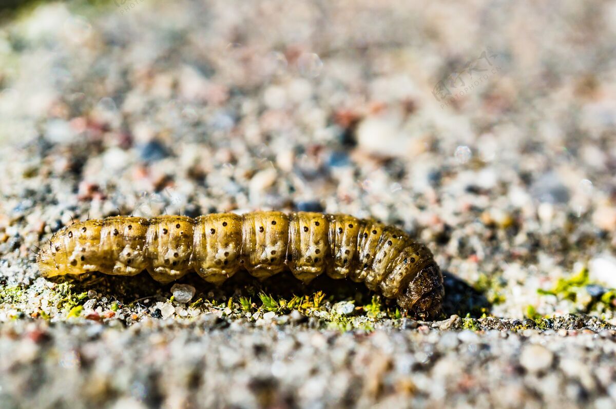 动物毛毛虫白天在地上爬行毛虫工业幼虫
